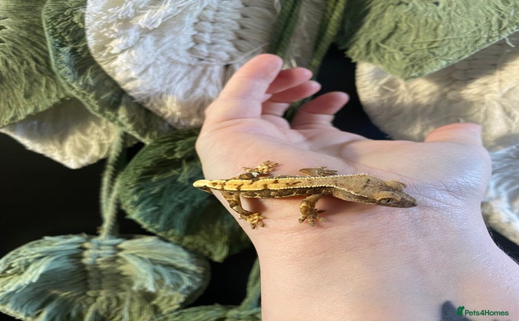 Gecko reptiles Crested Gecko babies - Advert 19