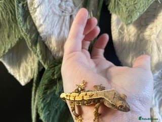 Gecko reptiles Crested Gecko babies - Advert 13