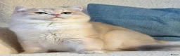 British Shorthair cats for sale: Stunning BSH Black Golden Shaded Kittens  - Advert 15