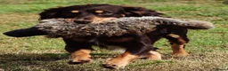 Cocker Spaniel dogs for sale: Gorgeous working cocker spaniel puppies - Advert 12
