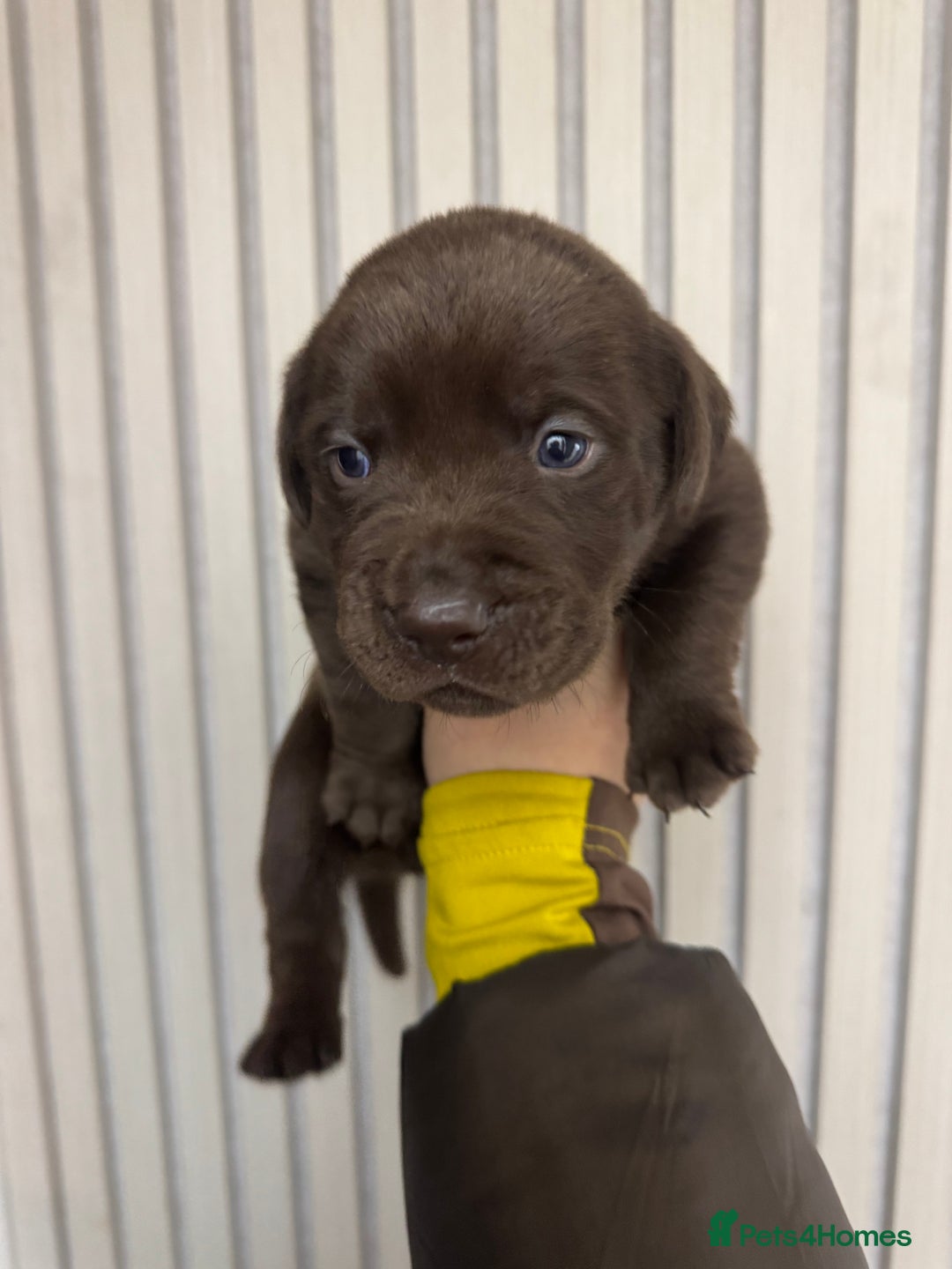Mixed Breed dogs for sale: Shar Pei cross breed X Labrador Puppies  - Advert 4