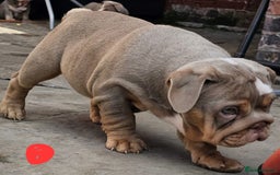 English Bulldog dogs for sale: Final Female English Bulldog available - Image 18
