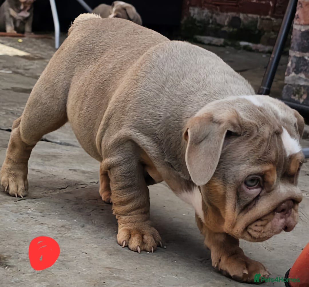 English Bulldog dogs for sale: Final Female English Bulldog available - Image 18