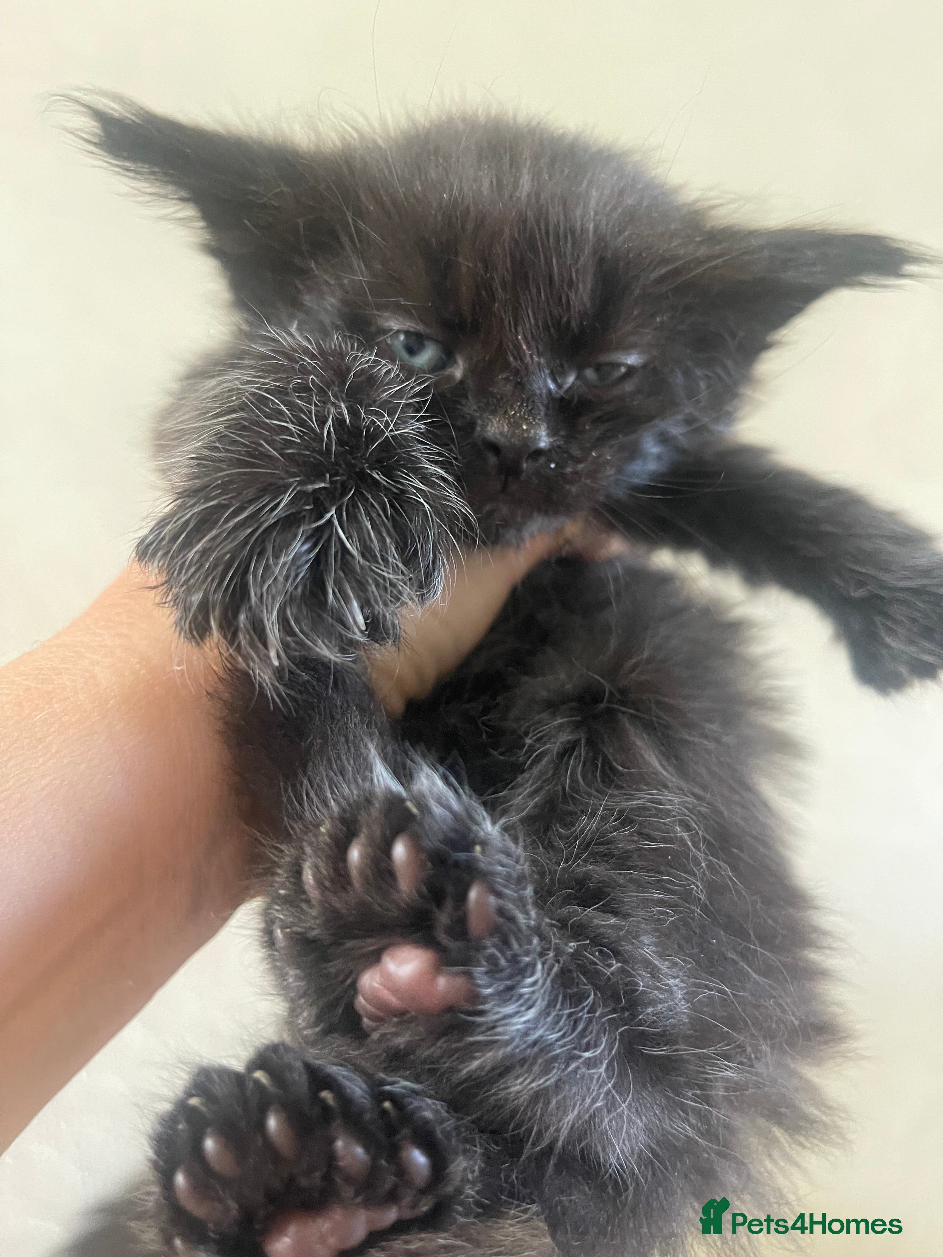 Maine Coon cats for sale: Maine Coon boy - Advert 11