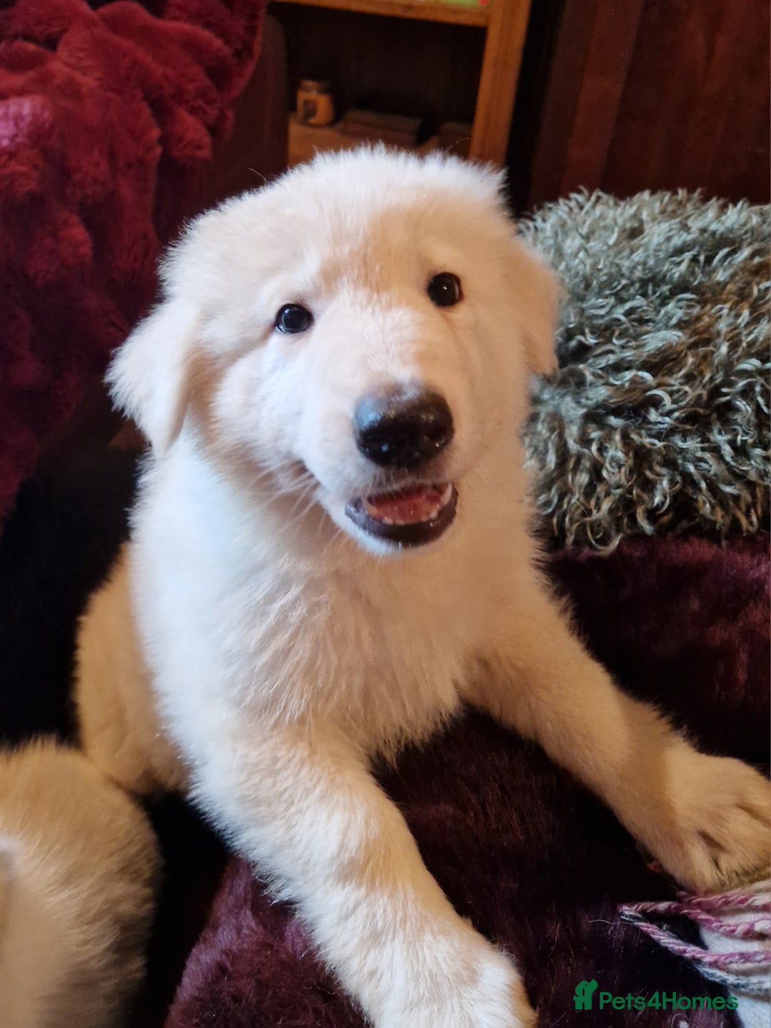 German Shepherd dogs for sale: Lovely long coated German Shepherd Puppies  - Image 7