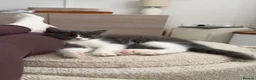 Norwegian Forest Cat cats for sale: Norwegian forest cat cross with Persian mixed  - Advert 9