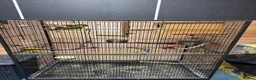 Parrots birds for sale: Green Cheek Conures - Advert 5