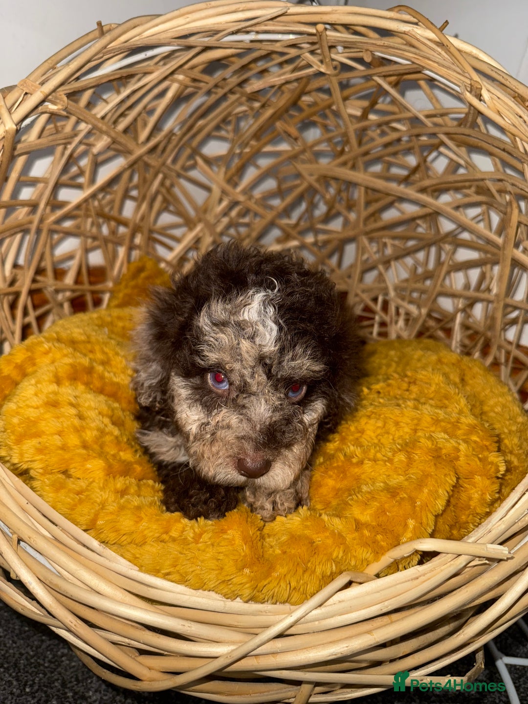 Miniature Poodle dogs for sale: 3 beautiful miniature poodles  - Image 5