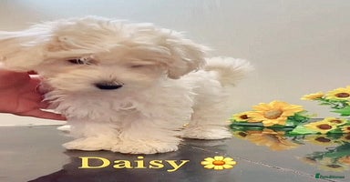 Maltipoo dogs Daisy 🌼 Beautiful White Maltipoo girl ready to go - Advert 10