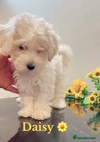 Maltipoo dogs Daisy 🌼 Beautiful White Maltipoo girl ready to go - Advert 10