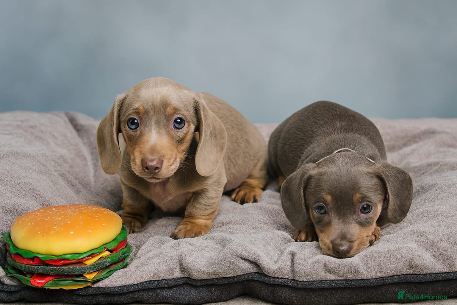 Dachshund dogs 2 FEMALES AVAILABLE BLUE TAN &ISABELLA TAN 😍 - Advert 4
