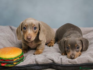 Dachshund dogs 2 FEMALES AVAILABLE BLUE TAN &ISABELLA TAN 😍 - Advert 1