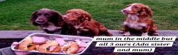 Cocker Spaniel dogs for sale: Working Cocker Spaniels (F1B) health checked. - Advert 13