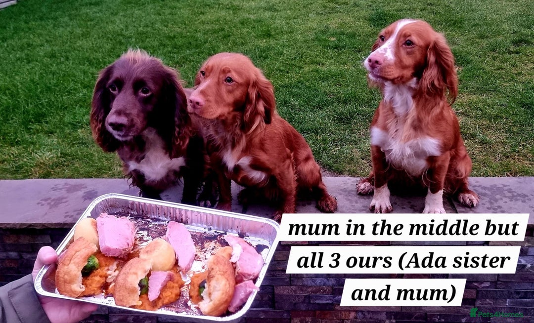 Cocker Spaniel dogs for sale: Working Cocker Spaniels (F1B) health checked. - Advert 13