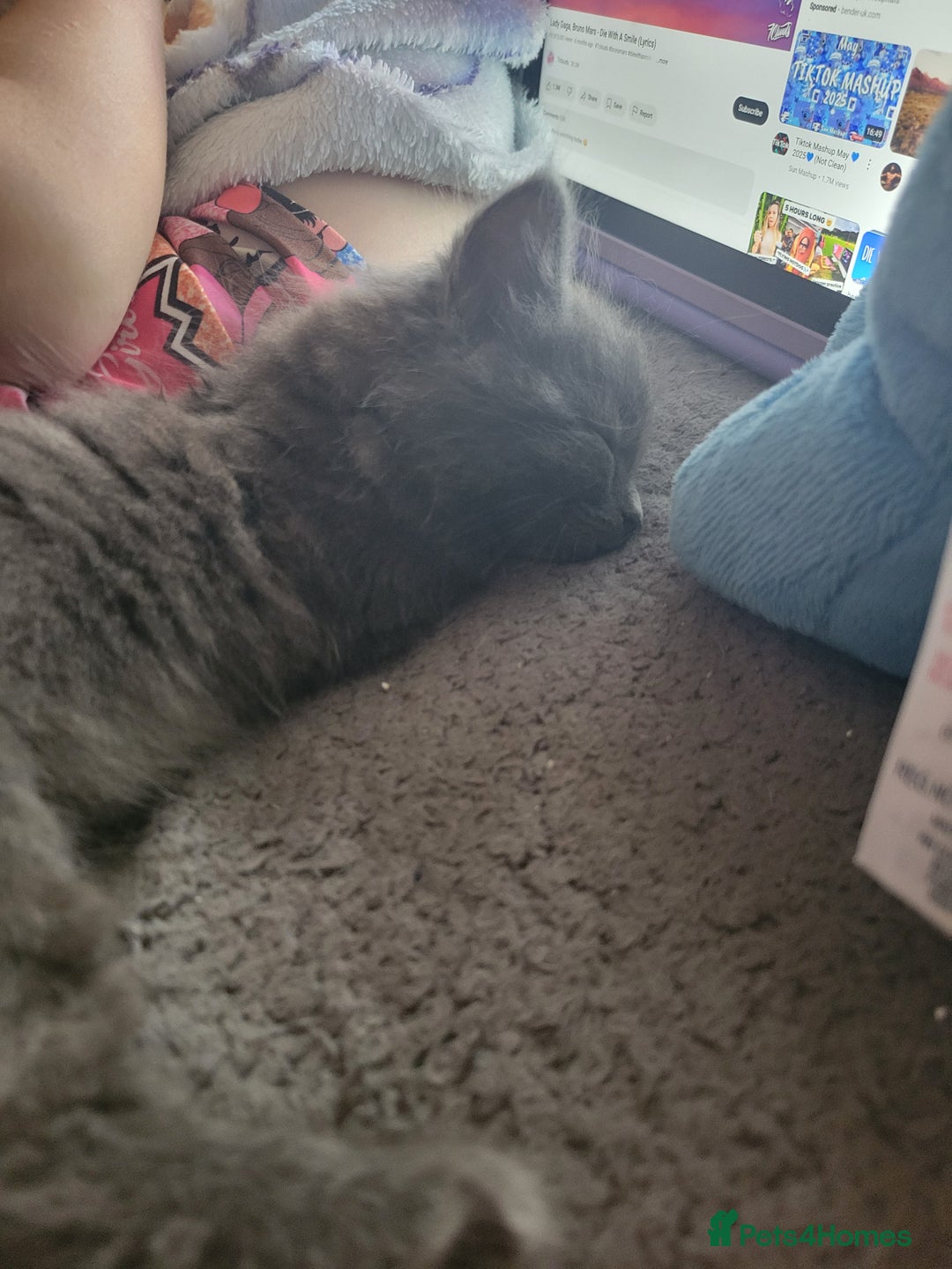 British Longhair cats for sale: Two kittens brother and sister  - Image 6