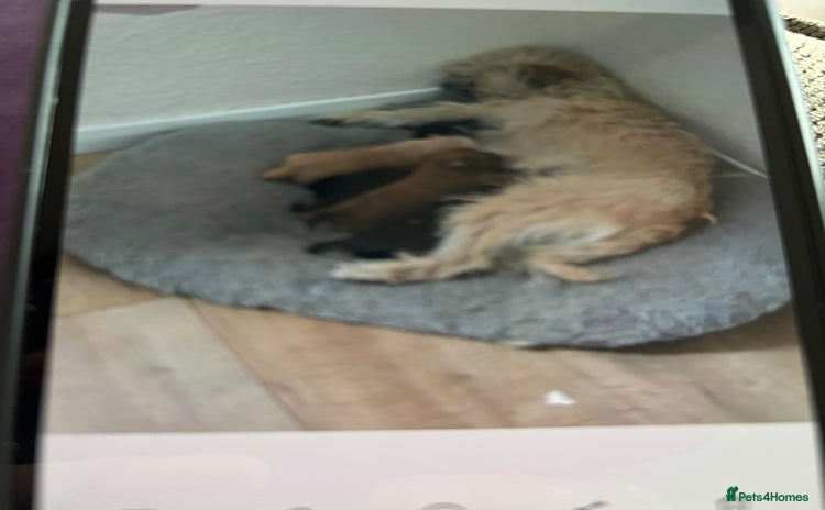 Mixed Breed dogs - Advert 7