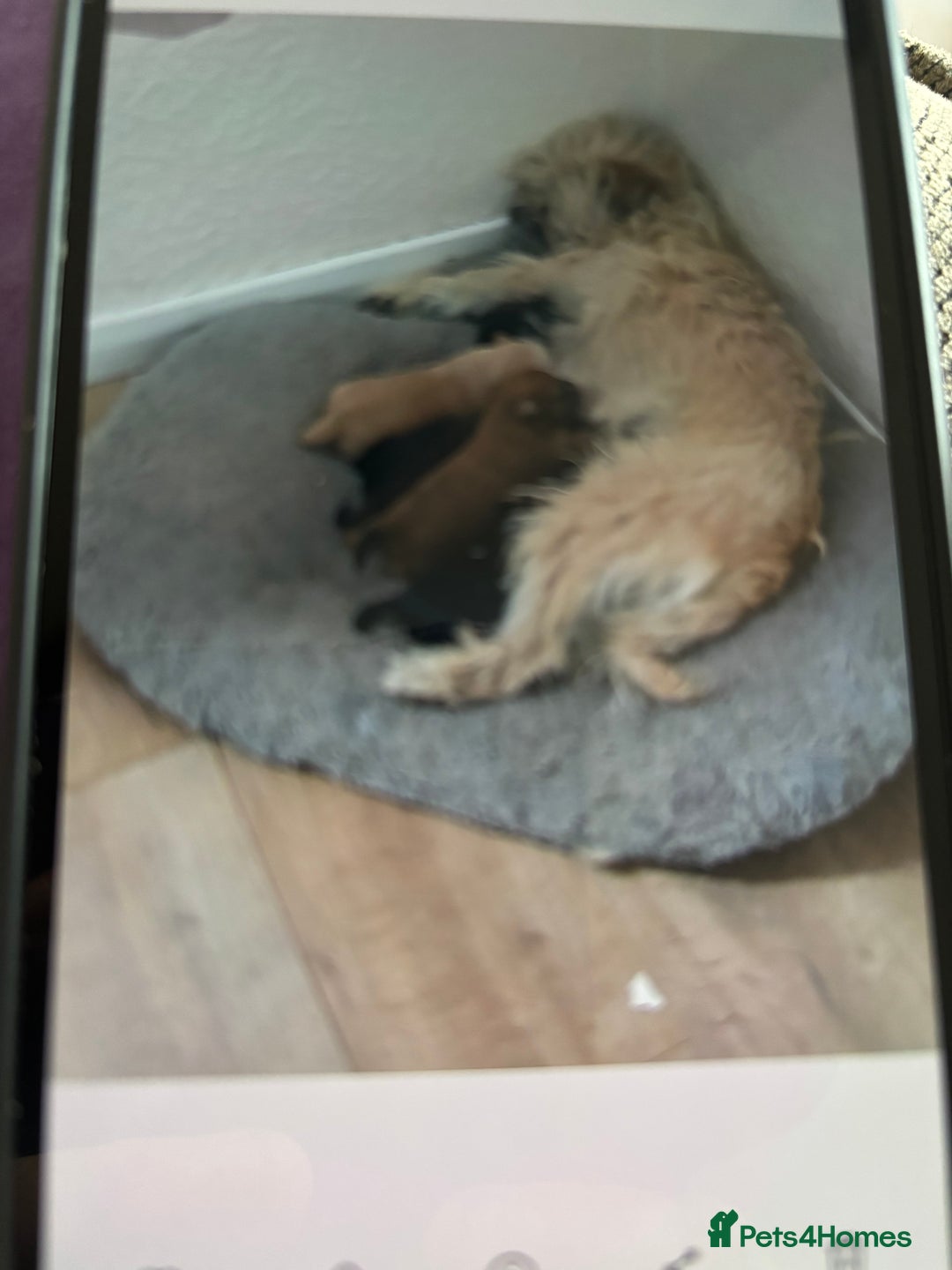 Mixed Breed dogs for sale: Norfolk terrier cross by toy poodle - Image 1
