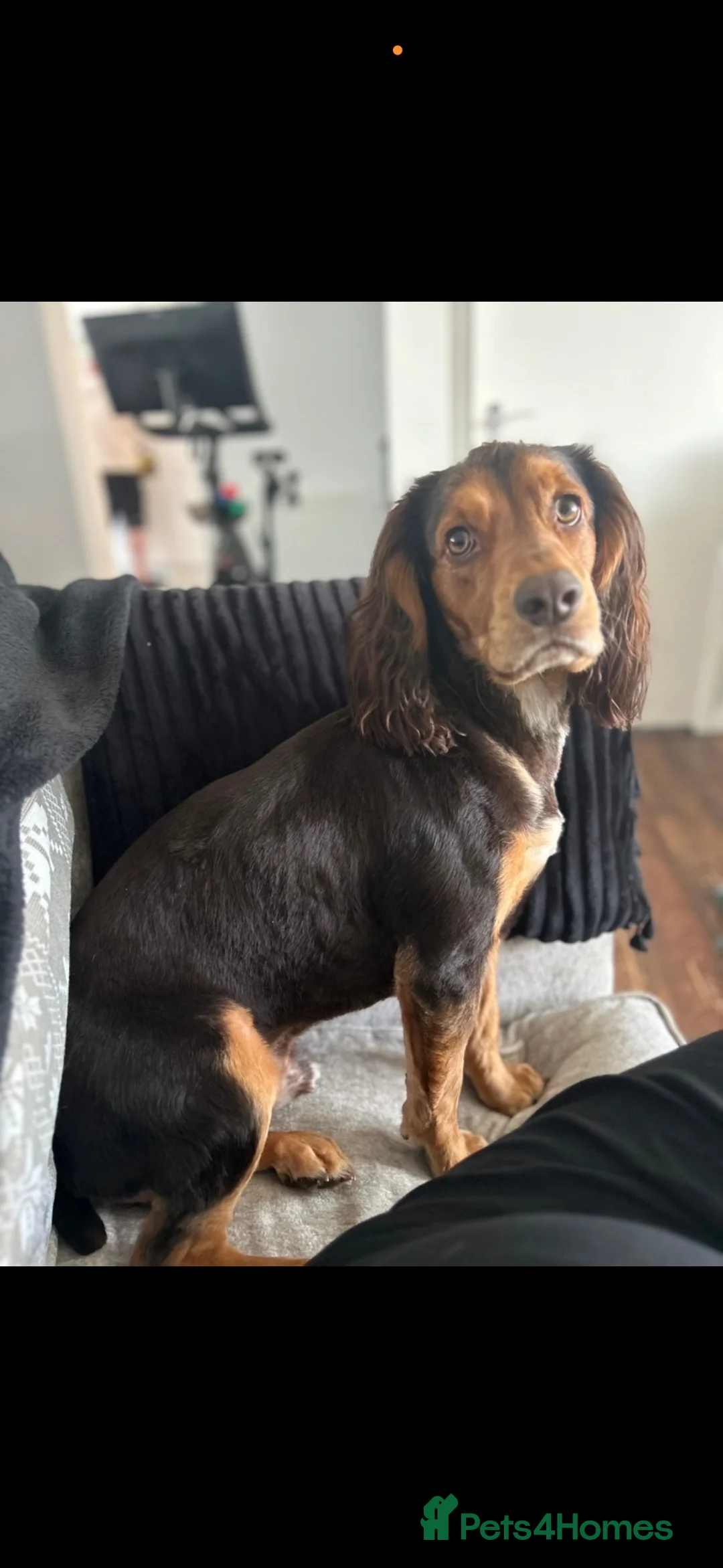 Cocker Spaniel dogs for sale: Cocker Spaniel - Advert 8