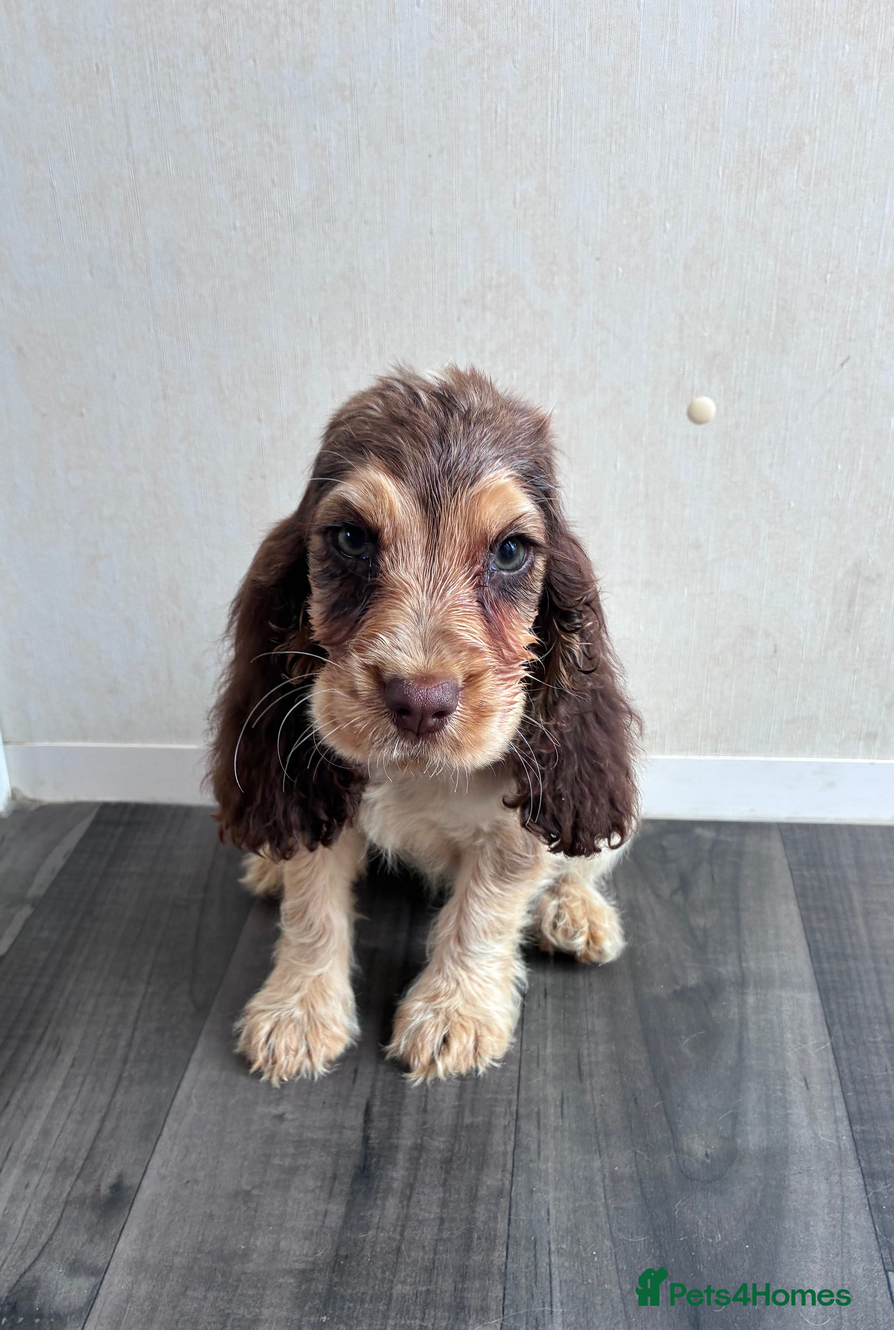 Cocker Spaniel dogs 🐾 Beautiful Show Cocker Spaniel Puppies 🐶  - Advert 2