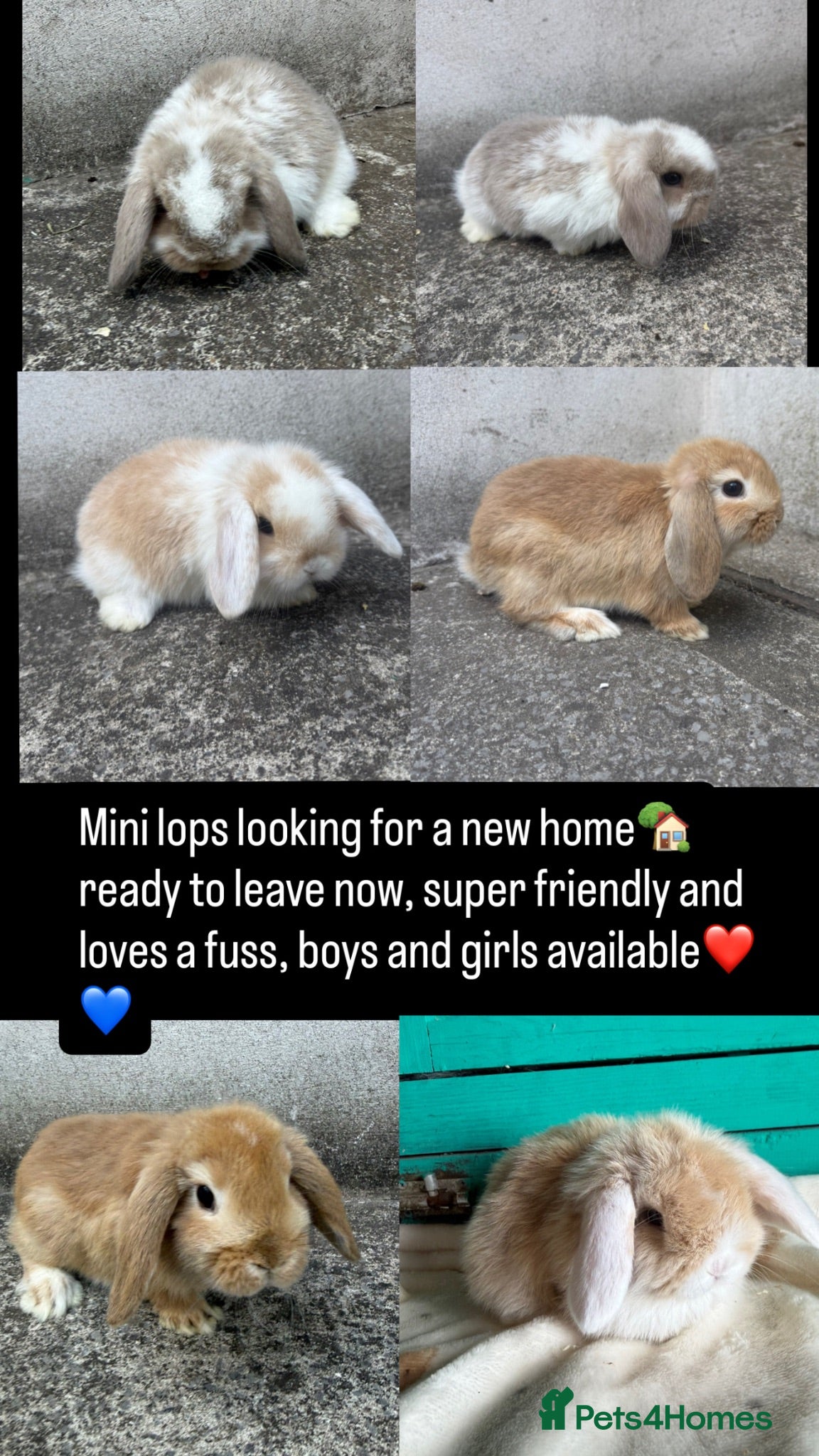 Mini Lop rabbits Mini lops - Advert 1