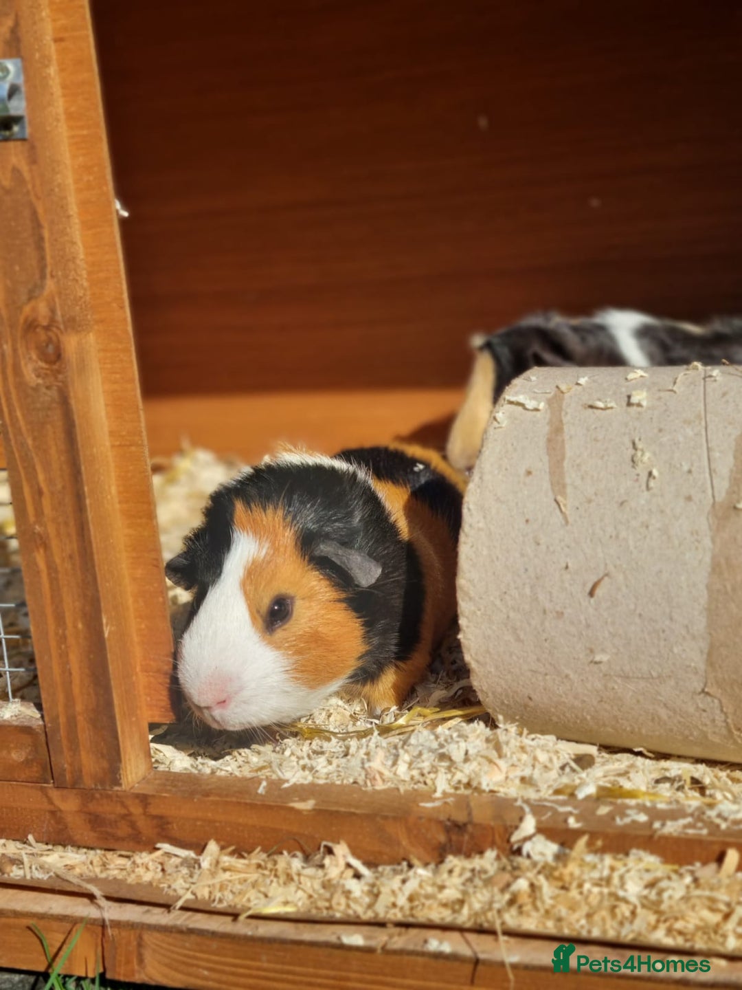 Guinea Pig rodents for sale: 3 female and 1 male £20 each  - Advert 4