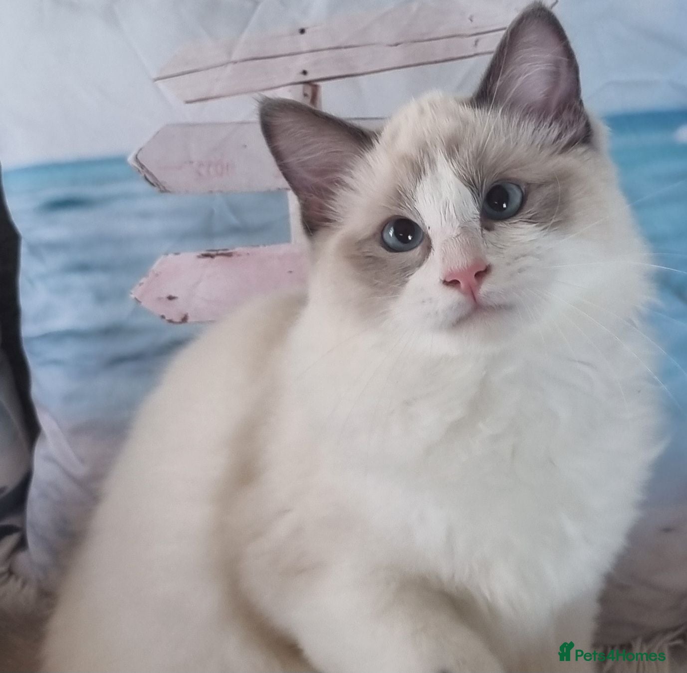 Ragdoll cats BEAUTIFUL TICA REGISTERED RAGDOLLS KITTENS 💕 - Advert 1
