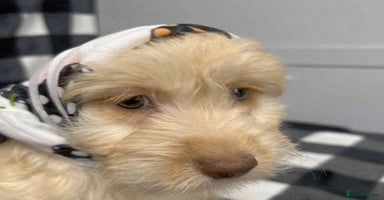 Cockapoo dogs - Advert 1