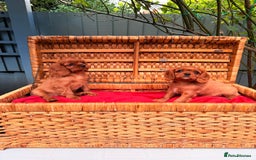 Cavalier King Charles Spaniel dogs for sale: Quality KC Health Tested Ruby CKCS Pups For  Sale - Image 21