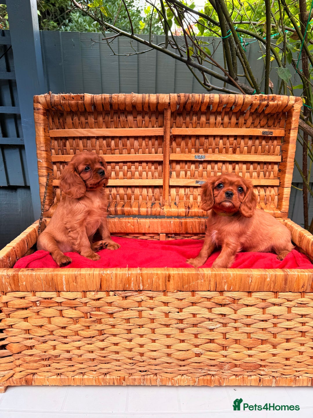 Cavalier King Charles Spaniel dogs for sale: Quality KC Health Tested Ruby CKCS Pups For  Sale - Image 21