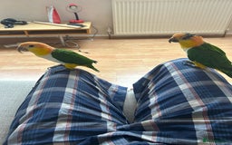 Parrots birds for sale: Bonded Pair of Handtamed DNA Sexed Caiques - Image 4