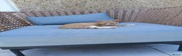 Mixed Breed cats for sale: Kittens - Advert 2