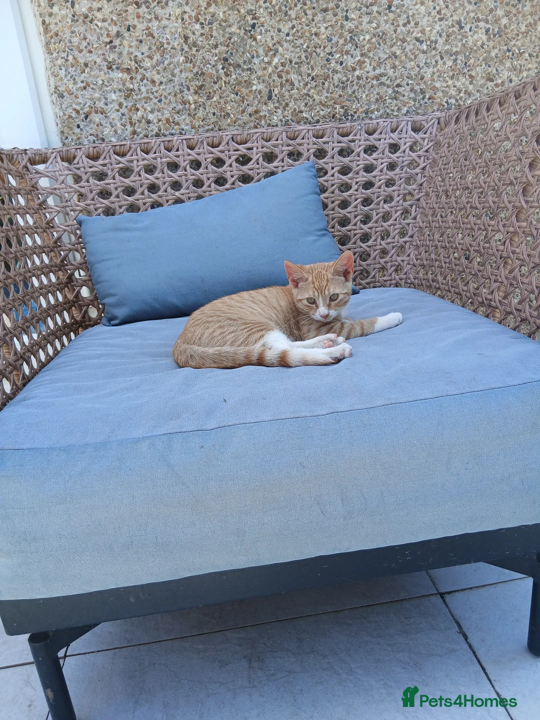 Mixed Breed cats for sale: Kittens - Advert 2