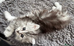 Persian cats for sale: Outstanding litter of Persian x kittens,  - Image 29