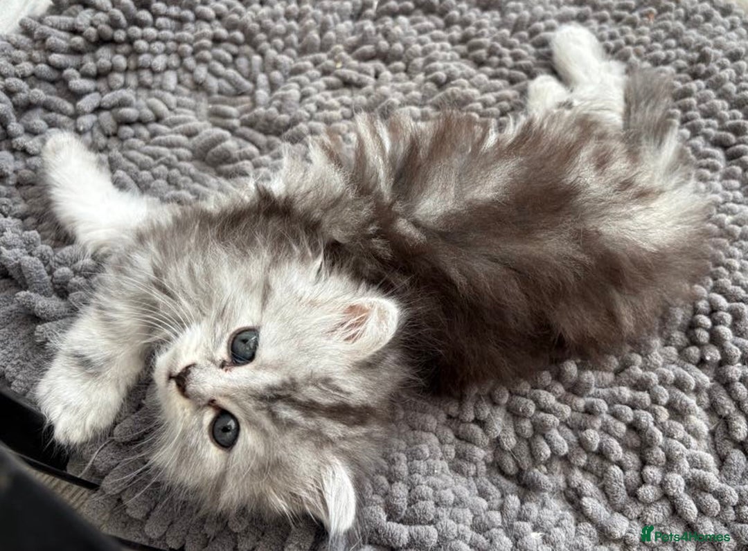 Persian cats for sale: Outstanding litter of Persian x kittens,  - Image 29