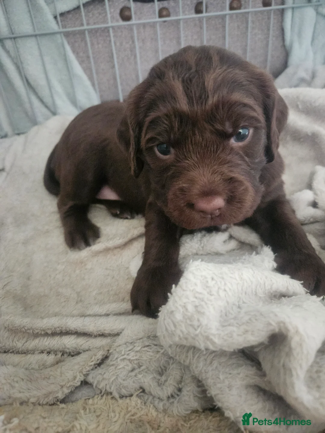 Springador dogs for sale: Springador puppies - Advert 2