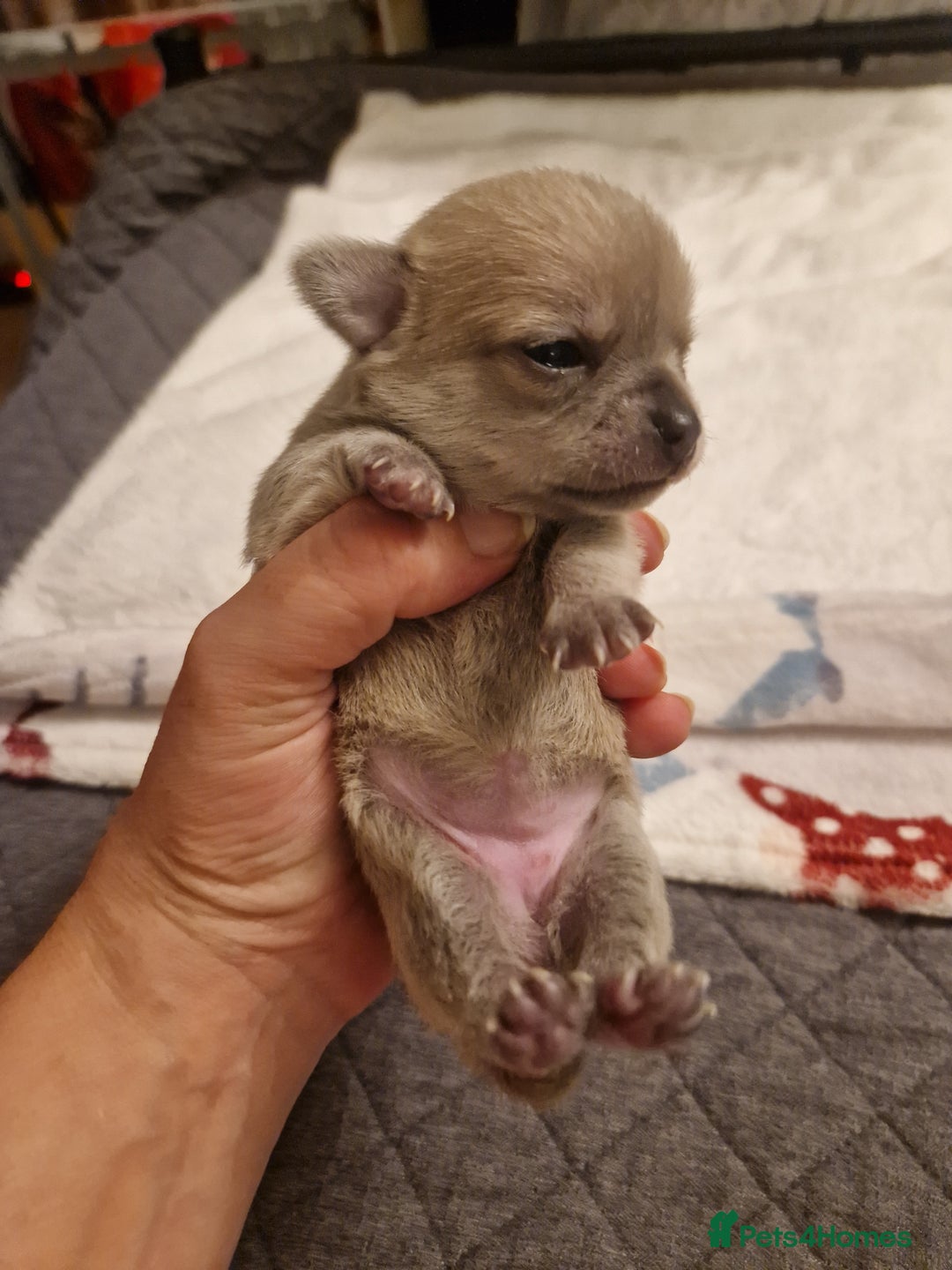 Chihuahua dogs for sale: Female Puppies  - Image 3