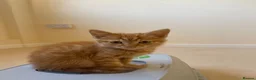 Mixed Breed cats for sale: 1 ginger boy - Advert 1
