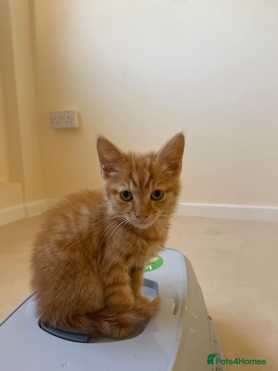 Mixed Breed cats for sale: 1 ginger boy - Advert 1
