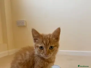 Mixed Breed cats 1 ginger boy - Advert 2