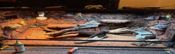 Bearded Dragon reptiles for sale: Bearded dragon rehoming  - Advert 3