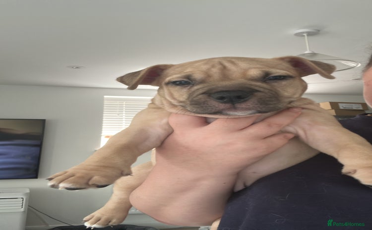 American Bully dogs - Advert 4