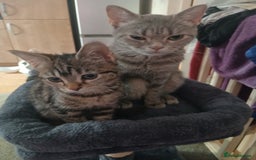 British Shorthair cats for sale: Female kitten  - Image 4