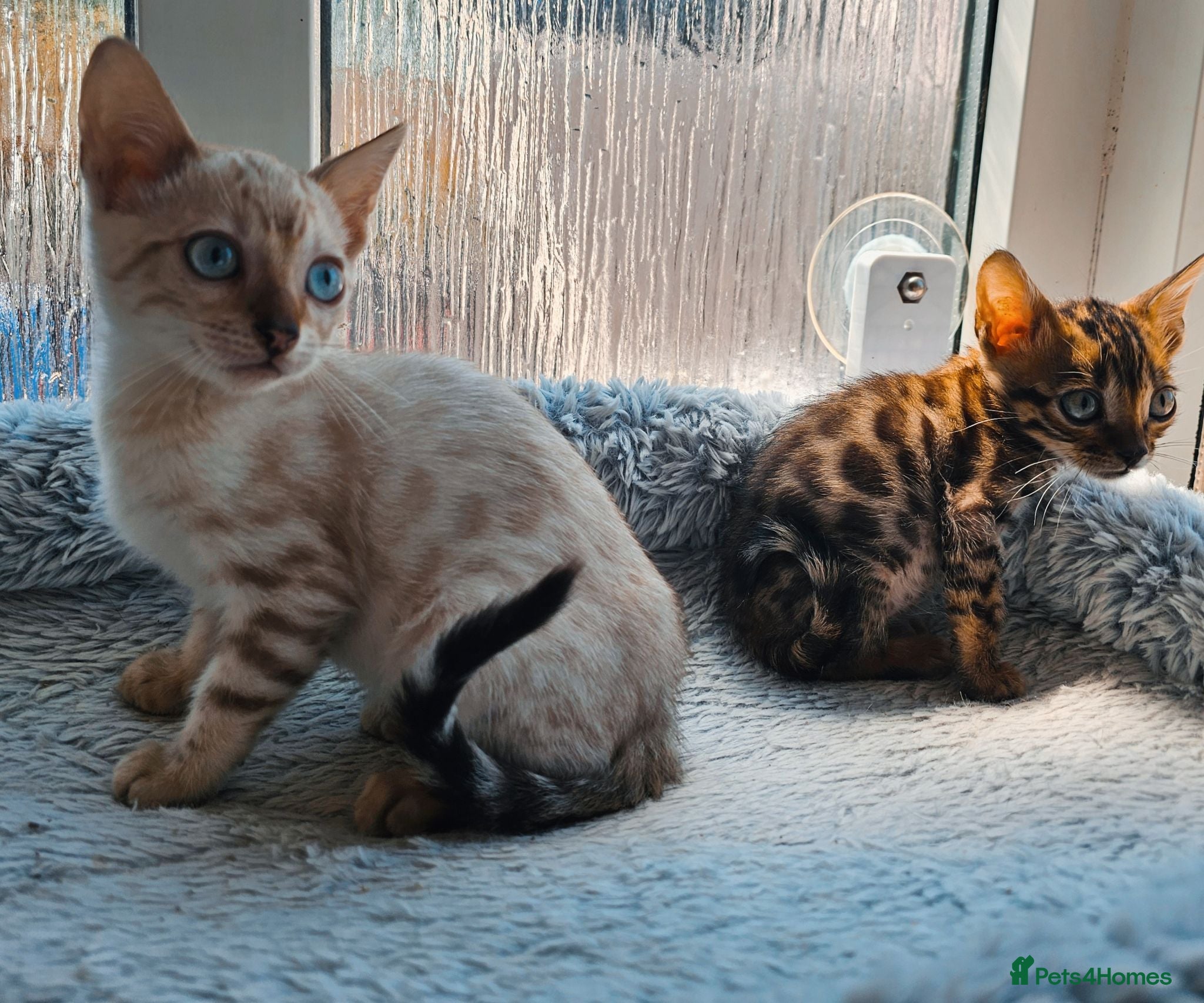 Bengal cats Stunning Bengal Kittens - Advert 5