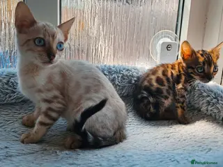 Bengal cats Stunning Bengal Kittens - Advert 5