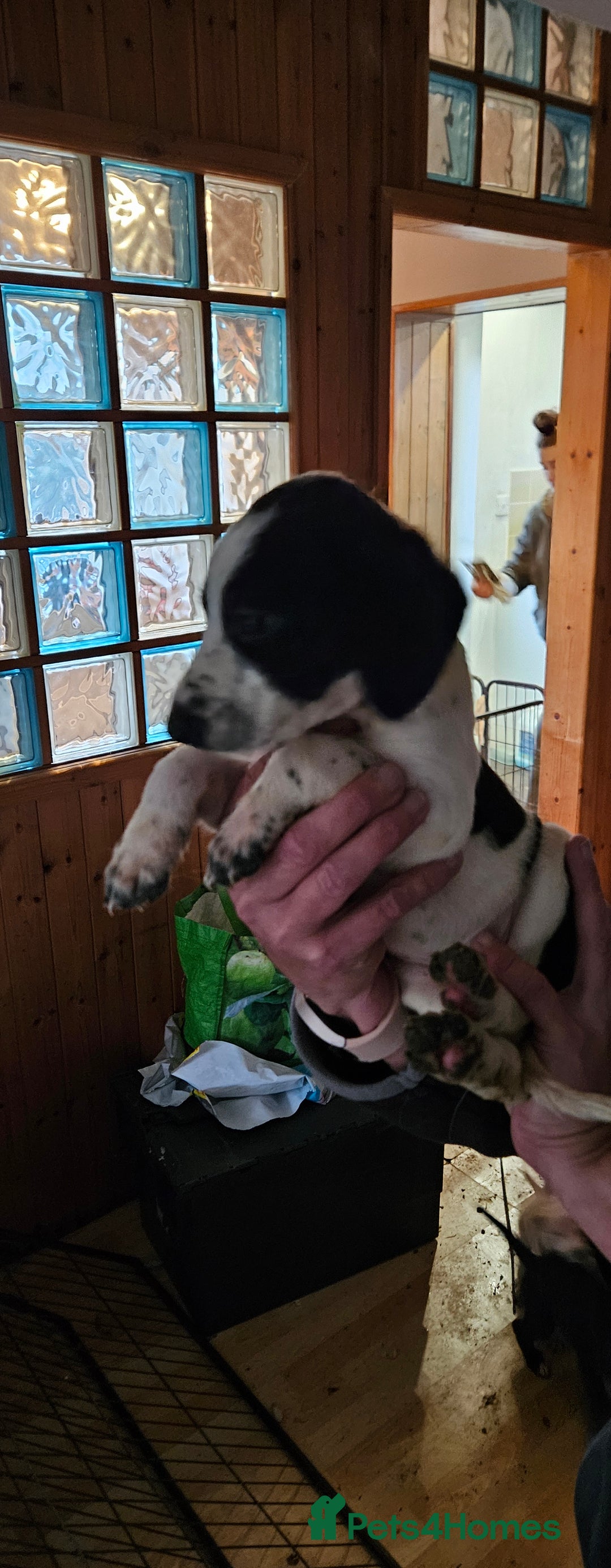 Mixed Breed dogs for sale: Lurcher x - Advert 3