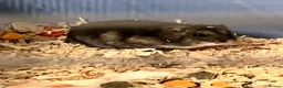 Hamster rodents for sale: Russian Dwarf Hamster in Coventry - Advert 1
