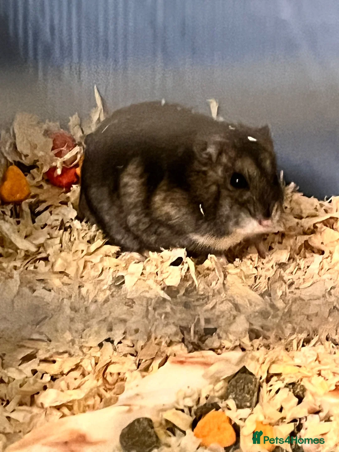 Hamster rodents for sale: Russian Dwarf Hamster in Coventry - Advert 1