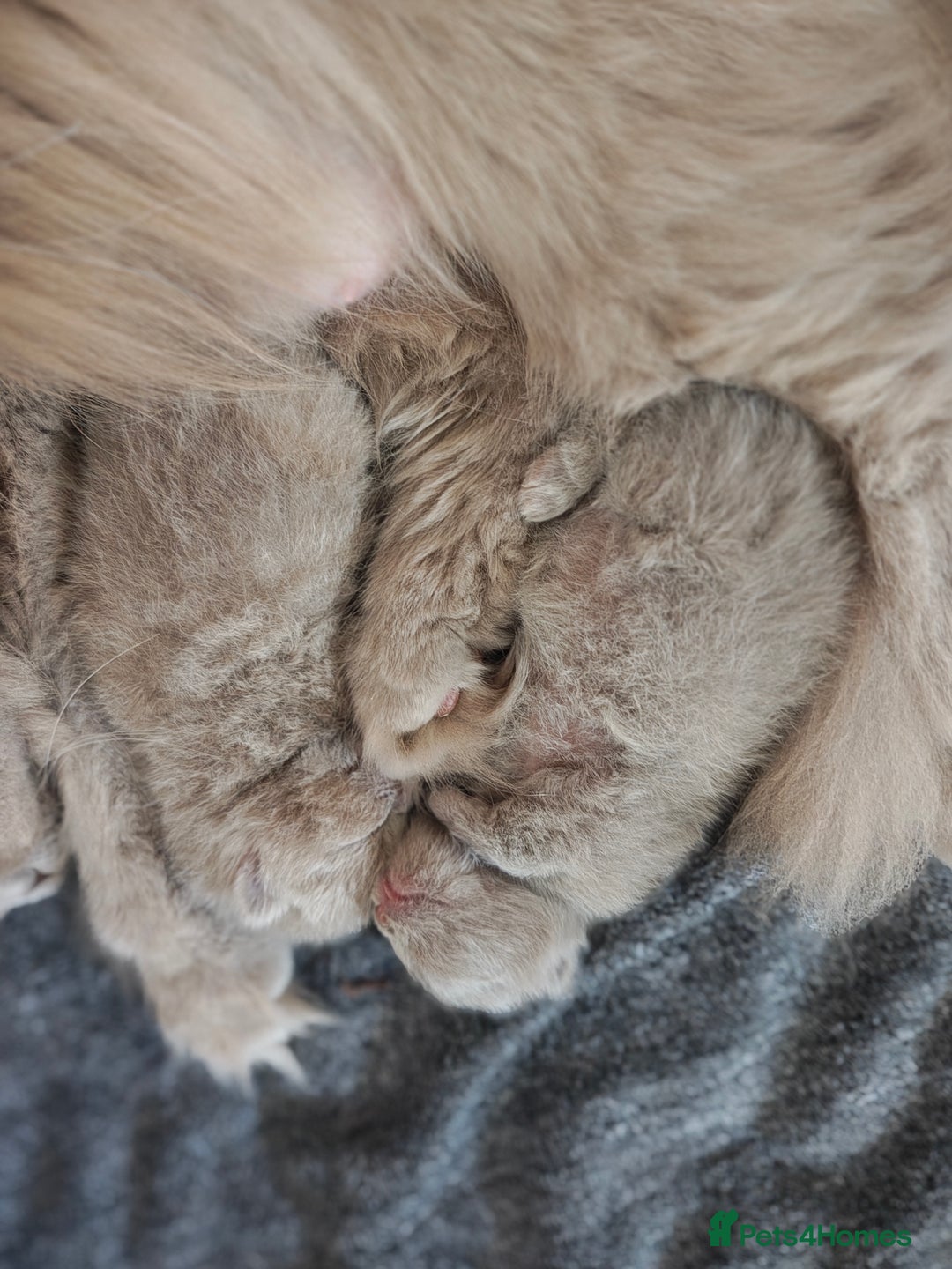 British Longhair cats for sale: Blh lilac and fawn boys TICA registered  - Image 3