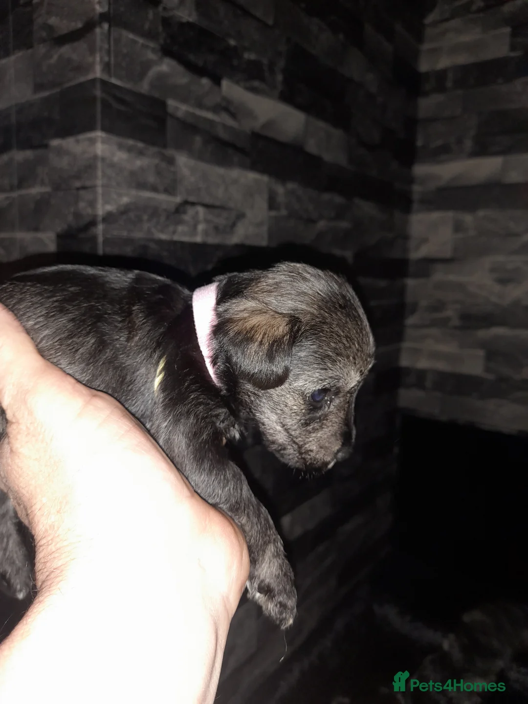 Mixed Breed dogs for sale: Snorkie pups - Advert 20