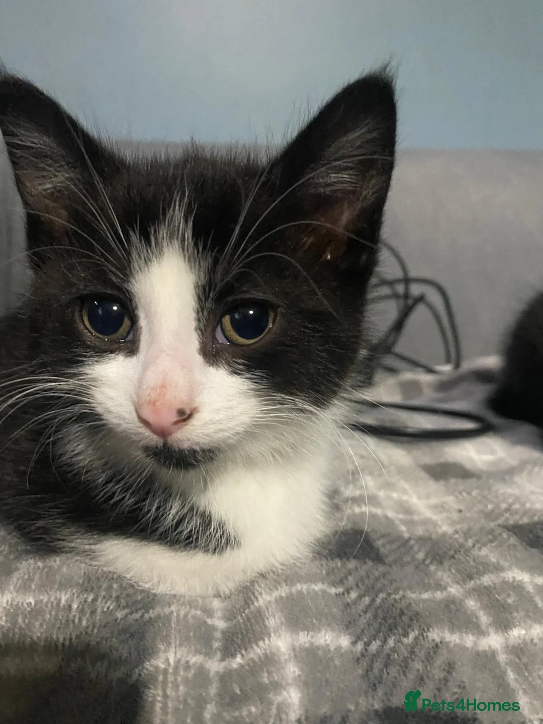 British Shorthair cats for sale: KITTENS READY FOR COLLECTION TODAY - Advert 6